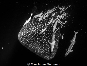 Natural light . Maldive Hoovadhoo
Whale shark and remore... by Marchione Giacomo 